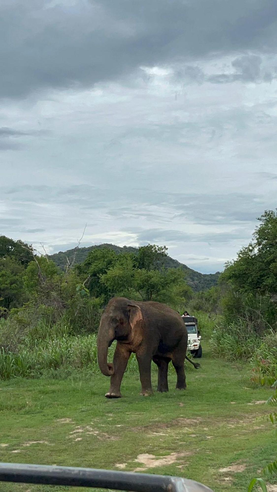 Jungle Eco Lodge & Safari Sigiriya Bagian luar foto